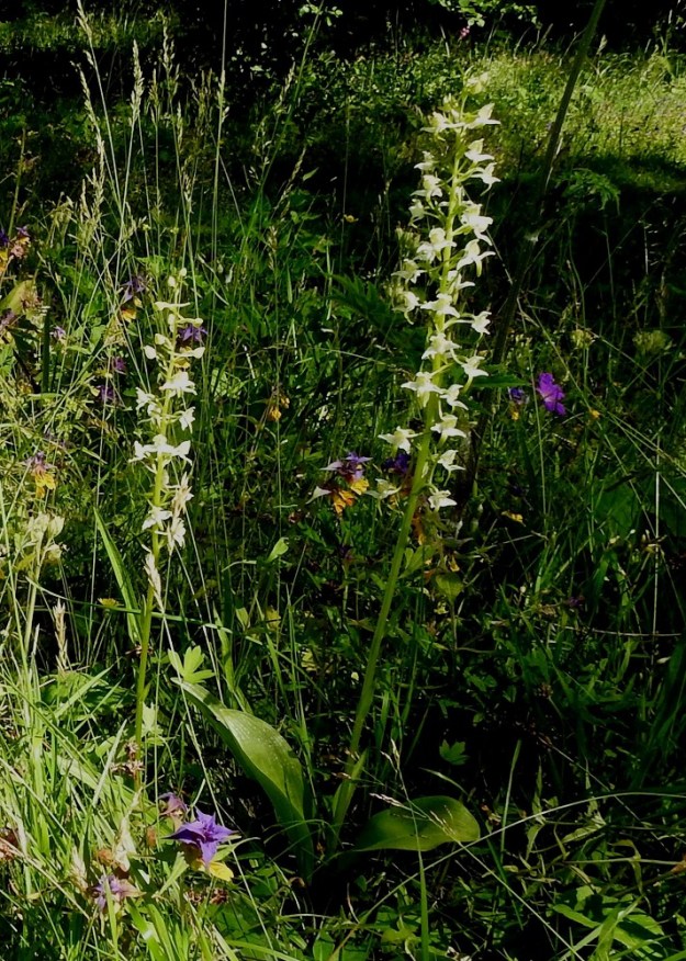Platanthera chlorantha - keltalehdokki on omimmillaan kalkkipitoisella, rehevällä lehtoniityllä yhdessä mm. lehtomaitikan, Melampyrum nemorosum, kanssa. A, Lemland, Herröskatan, luonnonsuojelualue, lehtoniitty, YKJ 10.7.2017. Copyright Hannu Kämäräinen.