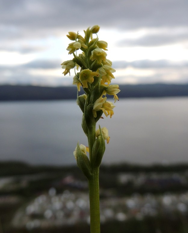 Pseudorchis straminea (P. albida subsp. straminea) - tunturivalkokämmekän kukkien kehälehdet ovat kerman- tai kellanvalkoisia. Kukkien tukilehdet ovat soikeahkoja sekä pitkä ja kapeakärkisiä. Ne ovat noin 5-7 mm pitkiä ja suunnilleen kukkien mittaisia. EnL, Enontekiö, Kilpisjärvi, Saanan jyrkkä lounaisrinne, tunturikoivikon yläpuolinen paljakkakangas retkeilykeskuksen ja leirintäalueen kohdalla, luonnonsuojelualue, 625 m mpy, 16.7.2013. Copyright Hannu Kämäräinen.