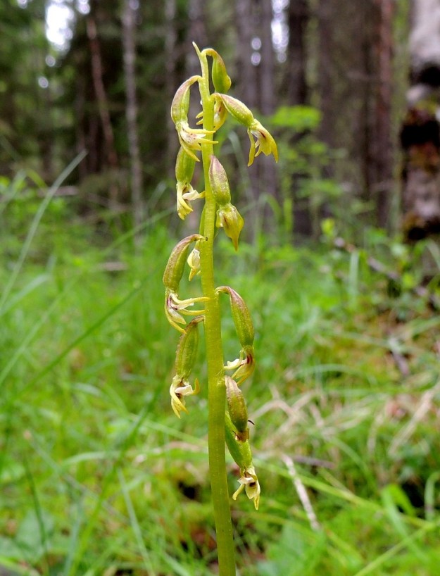 Corallorhiza trifida - harajuuren, taigaharajuuren kukintotähkä on harsu ja tavallisesti noin 2-5 cm pitkä sekä yleensä 3-12-kukkainen. Täydessä kukintavaiheessa kukat siirottavat sivulle, mutta kukinnan loppuvaiheessa, kun kodat alkavat muodostua, ne kääntyvät nuokkuviksi. Huuli ja muut kehälehdet eivät kuitenkaan tässä vaiheessakaan lakastu. Kn, Puolanka, Väyrylä, Pahajärven eteläpuolella oleva luonnonsuojelualue, puronvarsikosteikko, 12.7.2015. Copyright Hannu Kämäräinen.