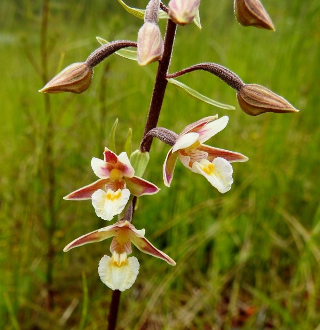 Epipactis palustris - suoneidonvaipan kukkaperät ja sikiäimet ovat karvaisia ja yleensä punaruskean violetteja. Kukat ovat noin 20-25 mm leveitä. Uloimpien kehälehtien väritys vaihtelee. Ne ovat ulkopinnaltaan vihreitä, hyvin vaaleita, punertavia tai kuvan yksilön tavoin ruskehtavia ja sisäpinnaltaan vaihtelevasti punertavia, ruskehtavia ja vihertäviä. Kaksi sisempää kehälehteä ovat yleensä molemmin puolin lähes kermanvalkoisia ja tyviosastaan punertavia. PS, Joroinen, 12.7.2019. Copyright Hannu Kämäräinen.