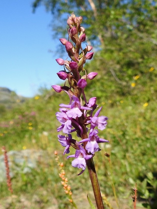 Gymnadenia conopsea subsp. alpina - lettokirkiruohon kukinta-aika on pitkä. Se alkaa tähkän tyveltä ja etenee kerros kerrallaan kohti latvaa. EnL, Enontekiö, Kilpisjärvi, Käsivarrentien (tie 21) laitaruohikko retkeilykeskuksen lähellä, 490 m mpy, 11.7.2018. Copyright Hannu Kämäräinen.