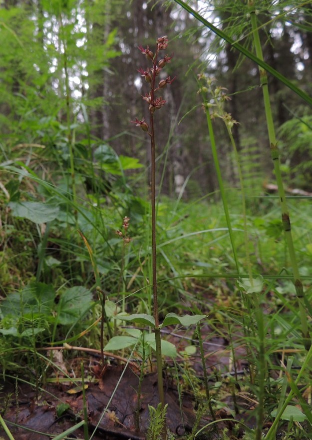 Neottia cordata (Listera cordata) - herttakaksikon kukinnoissa on kaksi päävärityyppiä, jotka voivat kasvaa samallakin kasvupaikalla, kuten kuvassa. Kukinto on pääväriltään ruskehtavan punertava tai vihertävä. Myös varsien yläosan väritys noudattaa samaa linjaa. Kn, Puolanka, Väyrylä, Pahajärven eteläpuolella oleva luonnonsuojelualue, puronvarsikosteikko, 12.7.2015. Copyright Hannu Kämäräinen.