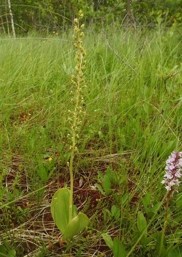 Neottia ovata (Listera ovata) - soikkokaksikko voi erityisesti pohjoisemmassa Suomessa kasvaa myös letolla. Sen kukintotähkä on tavallisesti noin 10-30 cm pitkä ja siinä on pituuden mukaan noin 20-70 kukkaa. Kuvan yksilössä kukkia on noin 50. PS, Joroinen, Ryyhtölä, Saarikko-lampi, pieni rantalettolaikku, 12.7.2019. Copyright Hannu Kämäräinen.