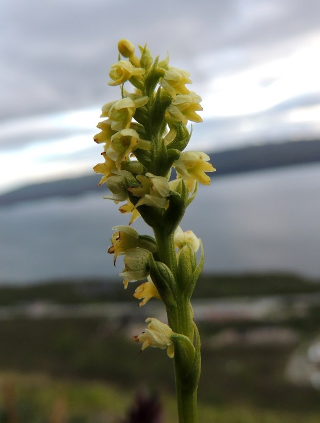 Pseudorchis straminea (P. albida subsp. straminea) - tunturivalkokämmekän kukkien pystyhkö sikiäin on päästään voimakkaasti taipunut ulospäin ja sen myötä kehä suuntautuu sivulle. Kehälehdet ovat sijoittuneet kellomaisesti siitintukun ympärille. Alimpien kukkien sikiäimet ovat jo pullistumassa muotoutuakseen suonikkaiksi kodiksi. EnL, Enontekiö, Kilpisjärvi, Saanan jyrkkä lounaisrinne, tunturikoivikon yläpuolinen paljakkakangas retkeilykeskuksen ja leirintäalueen kohdalla, luonnonsuojelualue, 625 m mpy, 16.7.2013. Copyright Hannu Kämäräinen.
