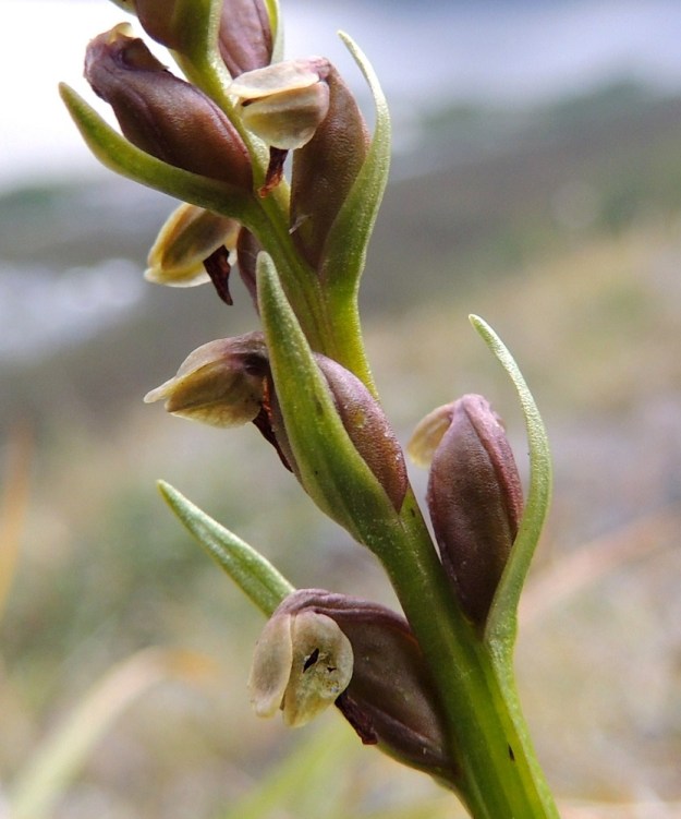Chamorchis alpina - tunturiorhon kukan kehälehdistä viisi ovat kellomaisesti yhdensuuntaisia, kellertävän- tai vihertavänvalkoisia ja toisinaan ruskehtavia. Kolme ulointa niistä ovat soikeita, 3-3,5 mm pitkiä ja peittävät osittain tai kokonaan kaksi sisempää, kapeaa kehälehteä. Huuli on noin 5 mm pitkä, kapea, liuskaton ja kellanvihreä. Usein se kuihtuu jo varhain kuvan kukkien tavoin tummanruskeaksi. Huulen tyvellä on mettä tuottava painanne. EnL, Enontekiö, Kilpisjärvi, Saanan jyrkkä lounaisrinne, tunturipaljakkakangas, 625 m mpy, luonnonsuojelualue, 16.7.2013. Copyright Hannu Kämäräinen.