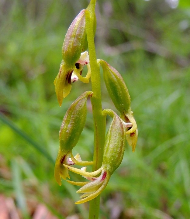 Corallorhiza trifida - harajuuren, taigaharajuuren kukan ulommat kehälehdet ovat kapeita ja noin 5 mm pitkiä. Kaksi sisempää kehälehteä, jotka näkyvät parhaiten oikeanpuolimmaisessa kukassa heteen molemmin puolin, ovat soikeita ja noin 4 mm pitkiä. Huuli on valkoisehko, usein punapilkkuinen ja noin 3,5 mm:n mittainen. Kn, Puolanka, Väyrylä, Pahajärven eteläpuolella oleva luonnonsuojelualue, puronvarsikosteikko, 12.7.2015. Copyright Hannu Kämäräinen.