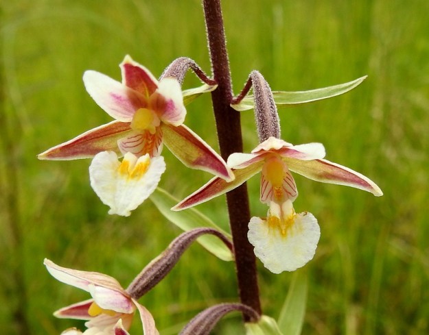Epipactis palustris - suoneidonvaipan huuli on noin 12 mm pitkä ja muodoiltaan erikoinen, Syvä kurouma erottaa tyvi ja kärkiosan toisistaan. Tyviosa on kuppimainen ja se sisältää mettä. Sen reunoilla ovat leveät, valkoiset sivuliuskat, joita koristavat punaisehkot, mesiviittoina toimivat viirut. Kuroutuman kohdalla ovat keltaisen värin ympäröimät valkoiset harjanteet. Kärkiosa on valkoinen, pyöreämuotoinen, ja reunoiltaan epätasainen. PS, Joroinen, 12.7.2019. Copyright Hannu Kämäräinen.