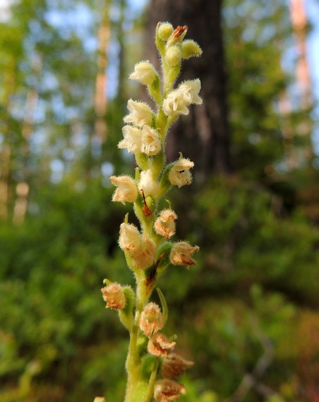Goodyera repens - (havu)yövilkan kukinta etenee alhaalta ylöspäin niin, että alemmat kukat jo lakastuvat, kun ylemmät ovat vielä nupussa. Myös pölyttäjäkimalaiset kiertävät tähkissä sitä mukaa, kun kukat avautuvat. Alemmat kukat ovat jo kehittymässä kotavaiheeseen. Sen sijaan latvaosassa keskellä näkyvä kukka on menettänyt ainakin siitepölymyhkynsä, koska sen huuli on laskeutunut alas ja paljastanut luottipinnat. Sen yläpuolella, oikealla näkyvät kukat ovat vielä pölyttämättömiä, koska kukan nielu on ahdas. EH, Hämeenlinna, Loimalahti, Alajärven pohjoispuolella oleva Sammonmäki, 24.7.2014. Copyright Hannu Kämäräinen.