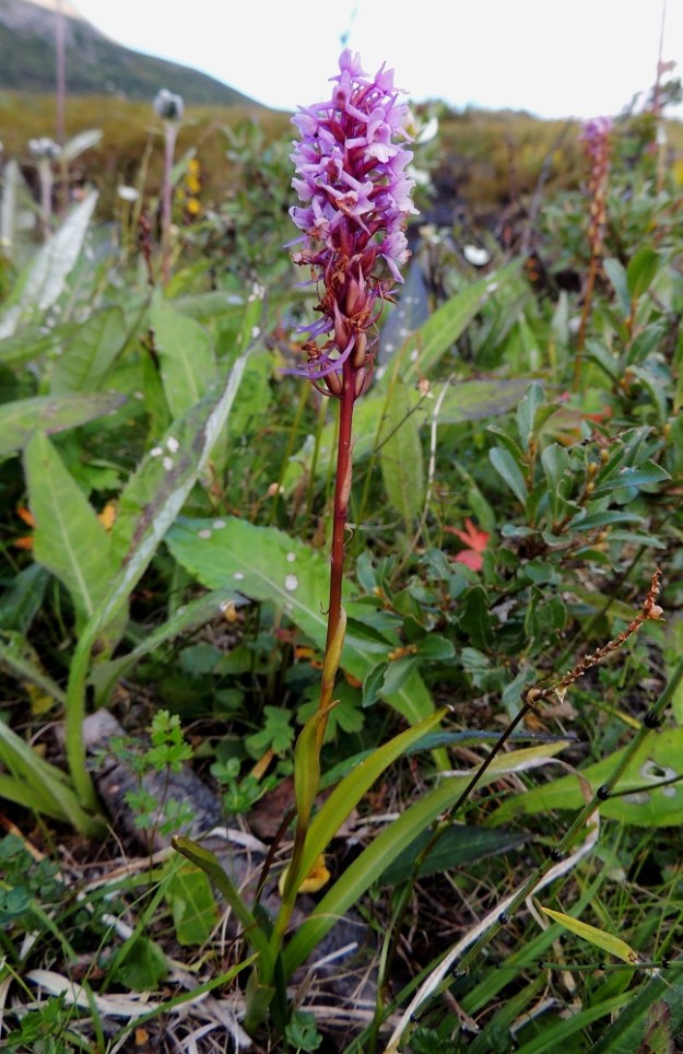 Gymnadenia conopsea subsp. alpina - punakirkiruohon kukintotähkän alaosa on jo kotavaiheessa, kun yläosassa on vielä paras kukinta. Varsi on vihreä tai punaruskea. Varren alaosassa on kaksi - neljä pitkätuppista lehteä. Niiden yläpuolella on kahdesta kolmeen pienempää varsilehteä. EnL, Enontekiö, Kilpisjärvi, Saanan kaakkoispään lounainen alarinne Käsivarrentien (tie 21) yläpuolella, rinneleton laidassa, 485 m mpy, 16.7.2013. Copyright Hannu Kämäräinen.