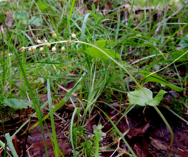 Neottia cordata (Listera cordata) - herttakaksikon kukintotähkä on tavallisesti 2-6 cm pitkä ja siinä on yleensä 5-15 kukkaa. Kn, Puolanka, Väyrylä, Pahajärven eteläpuolella oleva luonnonsuojelualue, puronvarsikosteikko, 12.7.2015. Copyright Hannu Kämäräinen.