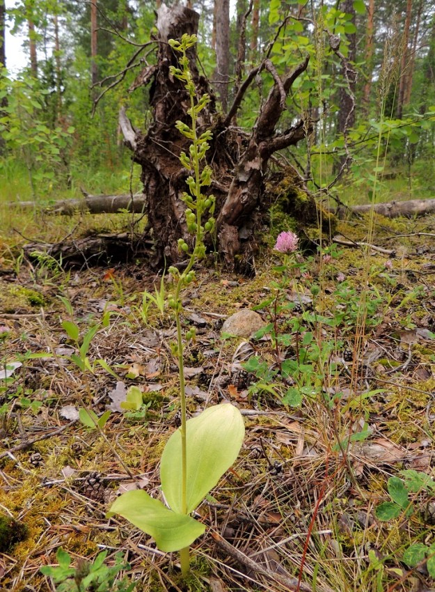 Neottia ovata (Listera ovata) - soikkokaksikko kykenee ainakin Lappeenrannassa kasvamaan myös mäntykankaalla. Tämän mahdollistanee läheiseltä kalkkilouhokselta tuulen mukana kulkeutuva kalkkipöly. ES, Lappeenranta, Mattila, Mattilankangas, 8.7.2015. Copyright Hannu Kämäräinen.