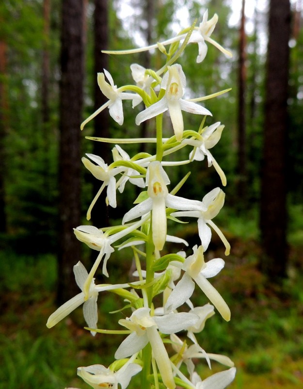 Platanthera bifolia subsp. latiflora - valkolehdokki subsp. pohjanvalkolehdokki on läheinen laji keltalehdokille, P. chlorantha. Valkolehdokilla ponnenpuolikkaat ja siitepölymyhkyt ovat kukassa aivan rinnakkain ja samansuuntaisesti, kun ne keltalehdokilla ovat leveässä haara-asennossa ja usein aika kaukana toisistaan. Valkolehdokin kannus on hyvin ohut ja 25-40 mm pitkä. Keltalehdokilla kannus on paksumpi ja tylpempi sekä noin 20 mm pitkä. Nämä kukkatuntomerkkien erot viittaavat eri pölyttäjälajeihin. Siitepölymyhkyjen suuntaa ja kannuksen pituutta on syytä tosin tiirailla vain Ahvenanmaalla ja Lounais-Suomessa, joissa molempia lajeja esiintyy. ES, Lappeenranta, Mattila, Mattilankangas, kangasmetsä, 8.7.2015. Copyright Hannu Kämäräinen.