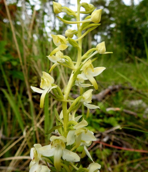 Platanthera chlorantha - keltalehdokin kukkien sikiäimet ovat särmikkäät, kierteiset ja sivulle käyristyneet. Kukkien tukilehdet ovat yleensä enintään sikiäimen mittaiset. Kukat ovat siirottavine kehälehtineen 13-20 mm leveitä. Ylimmissä kukissa näkyy hyvin noin 20 mm pitkän kannuksen malli. Se paksunee kärkiosastaan. A, Eckerö, Käringsundby, Gamla Käringsundsvägenin laitaniitty metsän reunassa, 9.7.2017. Copyright Hannu Kämäräinen.