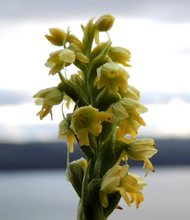 Pseudorchis straminea (P. albida subsp. straminea) - tunturivalkokämmekän kukan viisi kehälehteä ovat soikeita ja tylpähkökärkisiä ja 3-3,5 mm pitkiä. Huuli on muiden kehälehtien pituinen ja päästään tasaisesti kolmiliuskainen. Huulen perällä näkyy kannuksen suuaukko, jonka laidalla ovat luottipinnat ja yläpuolella ponnenpuoliskot. EnL, Enontekiö, Kilpisjärvi, Saanan jyrkkä lounaisrinne, tunturikoivikon yläpuolinen paljakkakangas retkeilykeskuksen ja leirintäalueen kohdalla, luonnonsuojelualue, 625 m mpy, 16.7.2013. Copyright Hannu Kämäräinen.