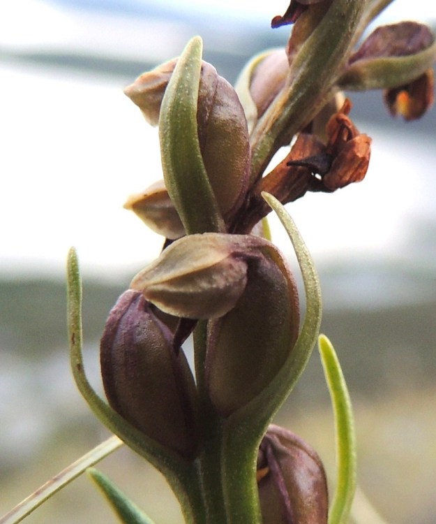 Chamorchis alpina - tunturiorhon alemmat kukat alkavat kehittyä kodiksi jo siinä vaiheessa, kun ylimmät vasta ovat avautumassa. Kehälehdet jäävät lakastumattomina pitkäksi aikaa paisuvan kodan päähän. Kota on pysty, soikea, vahvasuoninen ja noin 6 mm pitkä. Se avautuu pitkittäin suonien vierestä, jolloin tunturinrinteden navakka tuuli puhaltaa sen läpi ja vie kevyet siemenet mennessään. EnL, Enontekiö, Kilpisjärvi, Saanan jyrkkä lounaisrinne, tunturipaljakkakangas, 625 m mpy, luonnonsuojelualue, 16.7.2013. Copyright Hannu Kämäräinen.