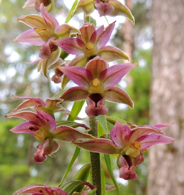 Epipactis helleborine subsp. helleborine - lehtoneidonvaippa subsp. metsäneidonvaippa voi herättää huomiota kukkiensa punaisella värillä. Kehälehdistä viisi ovat soikeita, vahvasuonisia ja 8-10 mm pitkiä sekä sivulle ja ylöspäin siirottavia. Ne ovat yleensä molemmin puolin samanvärisiä. Huuli on vähän tossumainen. Sen peräosa muodostaa mettä sisältävän kupin. Kupin yläpuolella on siitintukku, jonka päällä näkyy ainokainen hede keltaisena. Siitepölymyhkyt ovat jo kaikista kukista hävinneet pölyttäjien matkaan. ES, Lappeenranta, Mäntylä, Mäntylänmäki, luonnonsuojelualueen eteläpuoli, 28.7.2015. Copyright Hannu Kämäräinen.