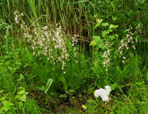 Epipactis palustris - suoneidonvaipan kaukoleviämiskykyä osoittavat kaukana alkuperäisiltä luonnonkasvupaikoilta olevat tulokasesiintymät mm. tienlaitaojissa ja kalkkilouhosten liepeillä. Kuvausvuonna tien kahta puolta olevissa märissä ojanpätkissä kasvoi yhteensä 467 kukkavartta. U, Inkoo, 15.7.2012. Copyright Hannu Kämäräinen.