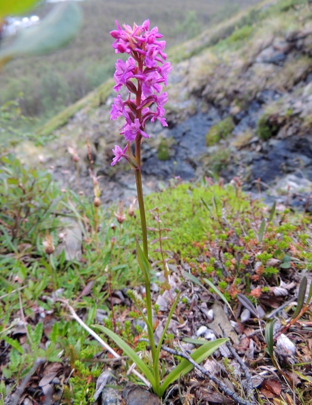 Gymnadenia conopsea subsp. alpina - lettokirkiruoho voi kasvaa myös tunturipaljakalla, jos vettä on kasvukautena saatavissa riittävästi. Kukinto on toisinaan voimakkaan punakukkainen. EnL, Enontekiö, Kilpisjärvi, Saanan jyrkkä lounaisrinne retkeilykeskuksen ja leirintäalueen kohdalla, ensimmäisen, matalan pahtaseinämän yläpuoli tunturikoivikon ylärajassa, luonnonsuojelualue, osin valuvetinen tunturikangas, n. 600 m mpy, 16.7.2013. Copyright Hannu Kämäräinen.