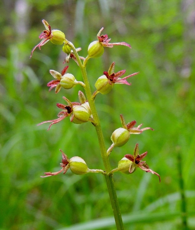 Neottia cordata (Listera cordata) - herttakaksikon vihreässäkin värityypissä ovat kehälehdet yleensä ainakin osittain punasävyisiä. Kn, Puolanka, Väyrylä, Pahajärven eteläpuolella oleva luonnonsuojelualue, puronvarsikosteikko, 12.7.2015. Copyright Hannu Kämäräinen.