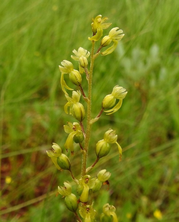 Neottia ovata (Listera ovata) - soikkokaksikon kukat ovat pienet ja huomaamattoman vihreäsävyiset. Kukka on vain noin 5-8 mm leveä. PS, Joroinen, Ryyhtölä, Saarikko-lampi, pieni rantalettolaikku, 12.7.2019. Copyright Hannu Kämäräinen.