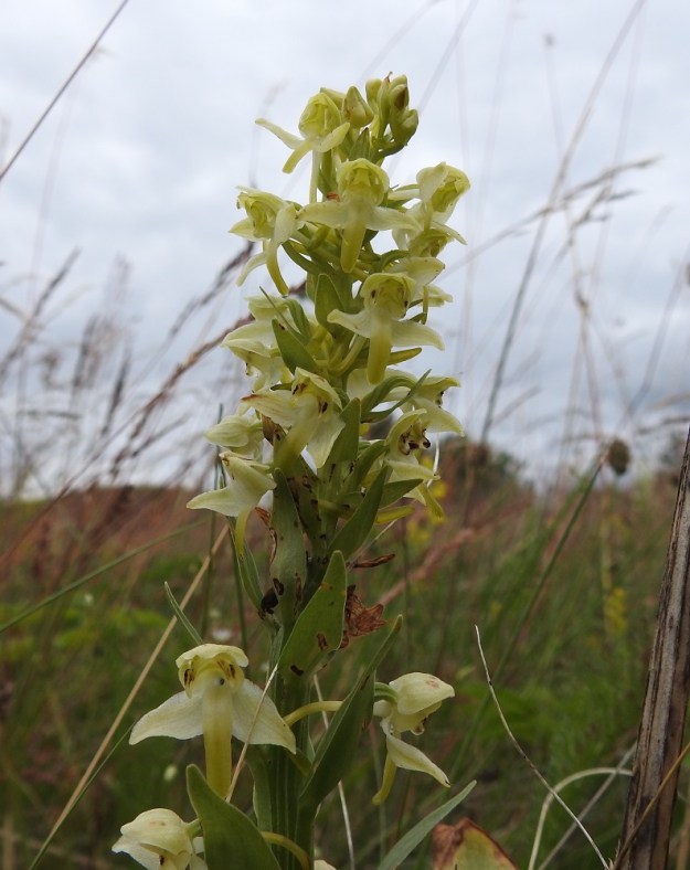 Platanthera chlorantha - keltalehdokin roteva ja tiheähkö kukintotähkä, jossa kukkien tukilehdet ovat huomattavan leveitä ja pitkiä. Alemmissa kukissa näkyvät ponnenpuoliskot, joista siitepölymyhkyt ovat jo lähteneet yöperhosten mukaan. A, Sund, Bomarsund, Prästö, Barsneudden, Prästötornetin rauniokummun niittyalue, 13.7.2017. Copyright Hannu Kämäräinen.