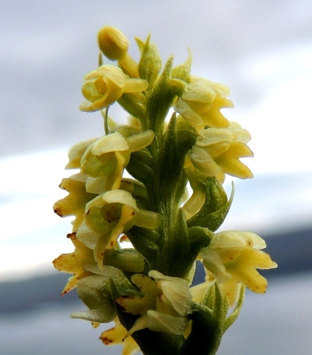 Pseudorchis straminea (P. albida subsp. straminea) - tunturivalkokämmekän kukan huulessa oleva kannus on tylppä, vähän pussimainen ja 2 mm pitkä. Se sisältää runsaasti mettä, joka yhdessä voimakkaan tuoksun kanssa edistää kukkien pölytystä. EnL, Enontekiö, Kilpisjärvi, Saanan jyrkkä lounaisrinne, tunturikoivikon yläpuolinen paljakkakangas retkeilykeskuksen ja leirintäalueen kohdalla, luonnonsuojelualue, 625 m mpy, 16.7.2013. Copyright Hannu Kämäräinen.