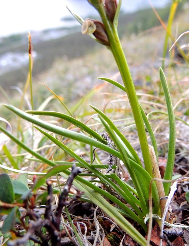 Chamorchis alpina - tunturiorhon lehdet ovat ruusukkeisesti varren alaosassa. Ne ovat tasasoukkia, kouruisia ja vain 1-2 mm leveitä sekä noin 3-8 cm pitkiä. EnL, Enontekiö, Kilpisjärvi, Saanan jyrkkä lounaisrinne, tunturipaljakkakangas, 625 m mpy, luonnonsuojelualue, 16.7.2013. Copyright Hannu Kämäräinen.