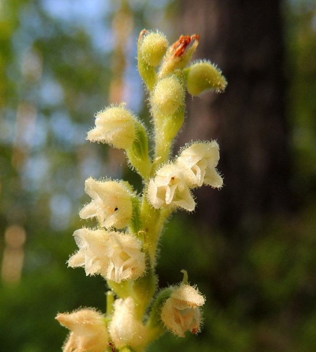 Goodyera repens - (havu)yövilkan kuvassa näkyvät ylemmät kukat ovat vielä pölyttämättömät. Nuput ovat pallomaiset. Kukan sikiäin on lähes perätön, soikeahko ja suonikas. EH, Hämeenlinna, Loimalahti, Alajärven pohjoispuolella oleva Sammonmäki, 24.7.2014. Copyright Hannu Kämäräinen.