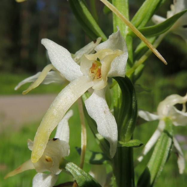 Platanthera bifolia subsp. latiflora - valkolehdokki subsp. pohjanvalkolehdokki kukkii runsaimmillaan noin kesäkuun puolivälistä heinäkuun puoliväliin. Kukka on leveydeltään noin 15-20 mm. Sen kaksi sivulle suuntautunutta ja yksi ylöspäinen ulompi kehälehti ovat valkoisia. Kaksi sisempää kehälehteä ovat enemmän tai vähemmän kellertäviä ja suuntautuvat ylöspäin. Niiden kärjet muodostavat katoksen hetiön ja emiön ylle tai edellisen kuvan tapaan harvemmin kaartuvat ulospäin. Huuli on tyveltään valkoinen ja kärkiosastaan kellanvihreäsävyinen. Pitkä ja ohut kannus on tavallisesti tyviosastaan valkoinen ja kärkeä kohti kellertyvä. EH, Hämeenlinna, Hangasmäki, Hangaskallion etelälaita Tervasaarentien varressa, 28.6.2013. Copyright Hannu Kämäräinen.