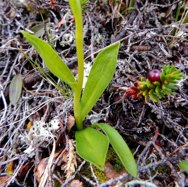 Pseudorchis straminea (P. albida subsp. straminea) - tunturivalkokämmekän alemmat lehdet ovat yleensä sivulle siirottavia, vastapuikeita, terävähkökärkisiä sekä tyveltään pitkätuppisia. Pituutta niillä on enimmillään noin 5 cm. EnL, Enontekiö, Kilpisjärvi, Saanan jyrkkä lounaisrinne, tunturikoivikon yläpuolinen paljakkakangas retkeilykeskuksen ja leirintäalueen kohdalla, luonnonsuojelualue, 625 m mpy, 16.7.2013. Copyright Hannu Kämäräinen.
