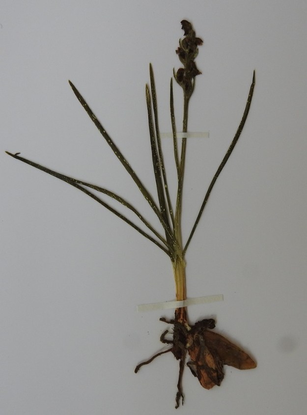 Chamorchis alpina - tunturiorhon juurimukulat ovat kasvin kokoon nähden suuret. Kuvan yksilön pituus mukuloiden ylälaidasta kukinnon latvaan on noin 10 cm. Varren tyvellä on 2-4 lavatonta, tuppimaista lehteä. Varren ruusukemainen lehtikimppu nousee ylimmän tyvilehden tupesta. Norja, Troms, Skjervøy, Hamneidet, Gjövarden-kalkkitunturi, etelärinne 240-530 m mpy, 12.7.2002. Kuva näytteestä 27.9.2019. Copyright Hannu Kämäräinen.