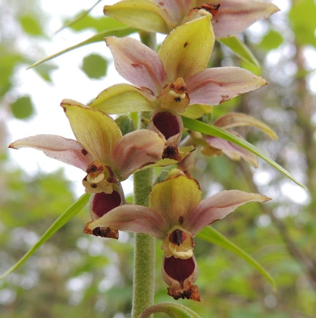 Epipactis helleborine subsp. helleborine - lehtoneidonvaippa subsp. metsäneidonvaippa edelliskuvaa hieman tummemmin värisävyin. Kukat näyttävät kuin ilmassa leijuvilta oudoilta, monisiipisiltä hyönteisiltä. Kukat ovat jo ränsistymässä ja huulen keulaosa sekä hede ovat jo kuihtuneet, mutta siitepölymyhkyt ovat silti edelleen paikoillaan. Alimmassa kukassa toinen niistä on retkahtanut omalle luotilleen. Samallakin alueella ampiaiset saattavat toisista varsista pölyttää kaikki kukat ja jättää osan varsista kokonaan huomiotta. ES, Lappeenranta, Mäntylä, Mäntylänmäki, luonnonsuojelualue, 28.7.2015. Copyright Hannu Kämäräinen.
