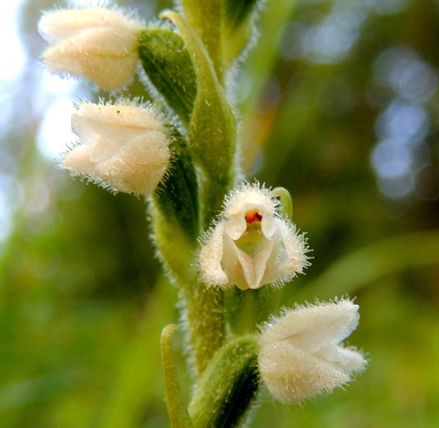 Goodyera repens - (havu)yövilkan kukan kehälehdet ovat 3,5-4 mm pitkiä. Ulommat kolme ovat kolmiomaiset ja päältä tiheäkarvaiset. Kaksi sisempää, karvatonta kehälehteä näkyvät kuvassa siitintukun molemmin puolin. Huulen tyviosa on maljamainen ja mettä sisältävä. Kärkiosa on kovera, suippo ja alaspäin kääntynyt. Kuvassa näkyvä hede on menettänyt jo siitepölymyhkynsä, koska huuli on laskeutunut alaspäin ja paljastanut hieman tummemmanvihreänä näkyvät luottipinnat. Niissä ei vielä näy kimalaisten toisista kukista tuomaa siitepölyä. EH, Hämeenlinna, Loimalahti, Alajärven pohjoispuolella oleva Sammonmäki, 24.7.2014. Copyright Hannu Kämäräinen.