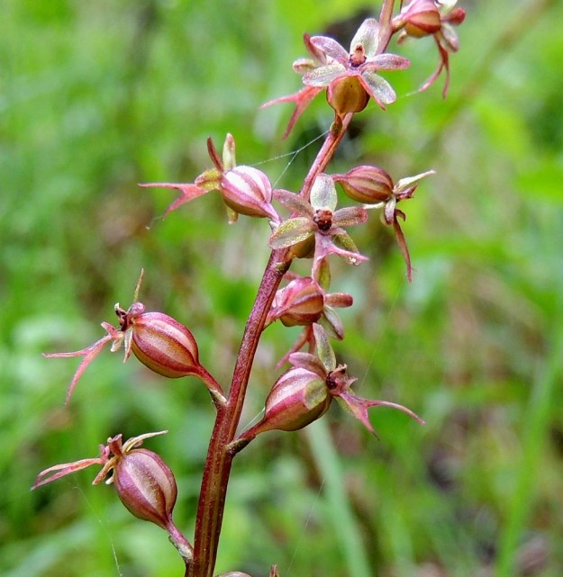 Neottia cordata (Listera cordata) - herttakaksikon kukkien tukilehdet ovat vain noin 1-1,5 mm pitkiä. Vahvasuoninen sikiäin on noin 2,5-3 mm pitkä. Leveän kaksihaarainen huuli on noin 3,5-4.5 mm pitkä. Kuvassa sen tyvellä, siitintukun juurella, näkyvät häränsarvimaiset, kaartuvat sivuhampaat. Muut kehälehdet ovat pituudeltaan noin 2 mm. Ulommat kolme kehälehteä ovat soikeita ja näkyvät kuvassa vihertävämpinä. Kaksi sisempää kehälehteä ovat lähes tasasoukat. Huuli ja muut kehälehdet muodostavat tähtimäisen kuvion siitintukun ympärille. Kn, Puolanka, Väyrylä, Pahajärven eteläpuolella oleva luonnonsuojelualue, puronvarsikosteikko, 12.7.2015. Copyright Hannu Kämäräinen.