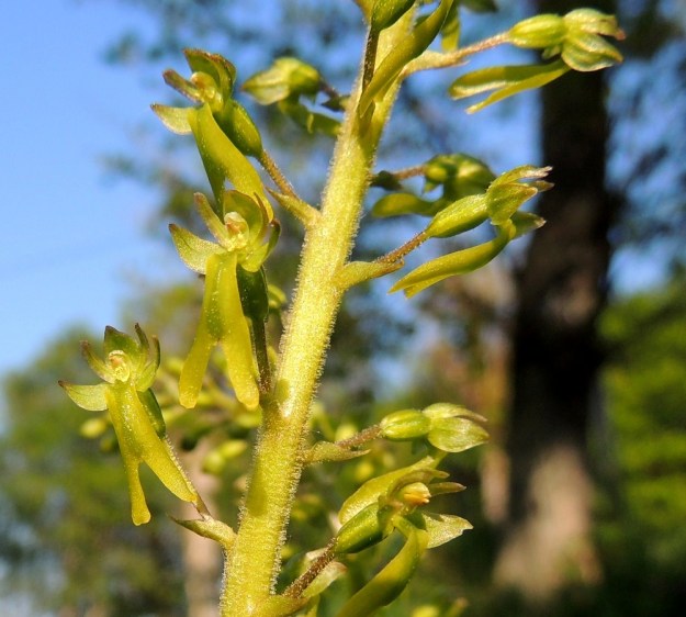 Neottia ovata (Listera ovata) - soikkokaksikon varsi on lehtiparin yläpuolelta tiheään karvainen ja nystykarvainen. Karvoja on myös kukkaperissä ja pienissä tukilehdissä sekä hiukan myös pulleissa sikiäimissä. Kukan huuli on päästään kaksihaarainen, kellanvihreä ja noin 9-12 mm pitkä. Muut kehälehdet muodostavat siitintukun ympärille aivan kuin aitauksen estämään pölyttäjien pääsyä kukkaan muualta kuin huulta pitkin. Kukissa näkyy kaartuvan heteen alla hyvin yhdestä emilehdestä muuntunut kellertävä keula, joka tehokkaasti estää itsepölytystä eristäessään siitepölymyhkyt ja luotit toisistaan. A, Jomala, Ramsholmen, luonnonsuojelualue, lupikkaniitty, 7.6.2014. Copyright Hannu Kämäräinen.