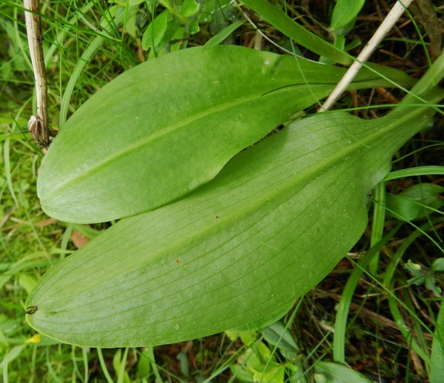 Platanthera bifolia subsp. latiflora - valkolehdokki subsp. pohjanvalkolehdokki on saanut lajinimensä kahdesta varren alaosan lehdestään. Ne ovat yleensä soikeita tai vastapuikeita ja ruodillisia. Ruoti levenee ilman selvää rajaa lehtilavaksi, joka on molemmin puolin tasaisen vihreä, himmeähkö tai hieman kiiltävä. EH, Hämeenlinna, Majalahti, Louhoksentien varren metsä, 28.6.2012. Copyright Hannu Kämäräinen.