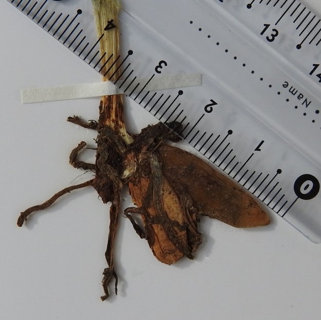 Chamorchis alpina - tunturiorhon juurimukulat ovat soikeita tai pyöreitä ja yleensä 1,5-2,5 cm pitkiä. Toisinaan uusia mukuloita syntyy kasvukauden aikana kaksi, kuten kuvassa. Edelliskauden katkenneen mukulan tyvi näkyy kuvassa vasemmalla. Mukuloiden yläpuolella on juurikimppu. Norja, Troms, Skjervøy, Hamneidet, Gjövarden-kalkkitunturi, etelärinne 240-530 m mpy, 12.7.2002. Kuva näytteestä 27.9.2019. Copyright Hannu Kämäräinen.