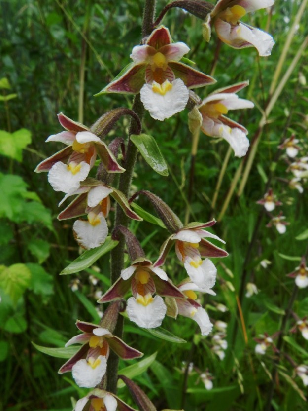 Epipactis palustris - suoneidonvaipan pölyttäjinä toimivat yksikseen elelevät ampiaiset, erityisesti muurariampiaiset, maamehiläiset ja muurahaiset. Pistiäiset saavat siitepölymyhkyt päähänsä ja kuljettavat niitä uusiin kukkiin. Muurahaisten liikkumisen irrottama siitepöly varisee ja tarttuu kukan omille luoteille ja aiheuttaa itsepölytyksen. Sekin saa siemenaiheiden kehityksen käynnistymään. U, Inkoo, 15.7.2012. Copyright Hannu Kämäräinen.