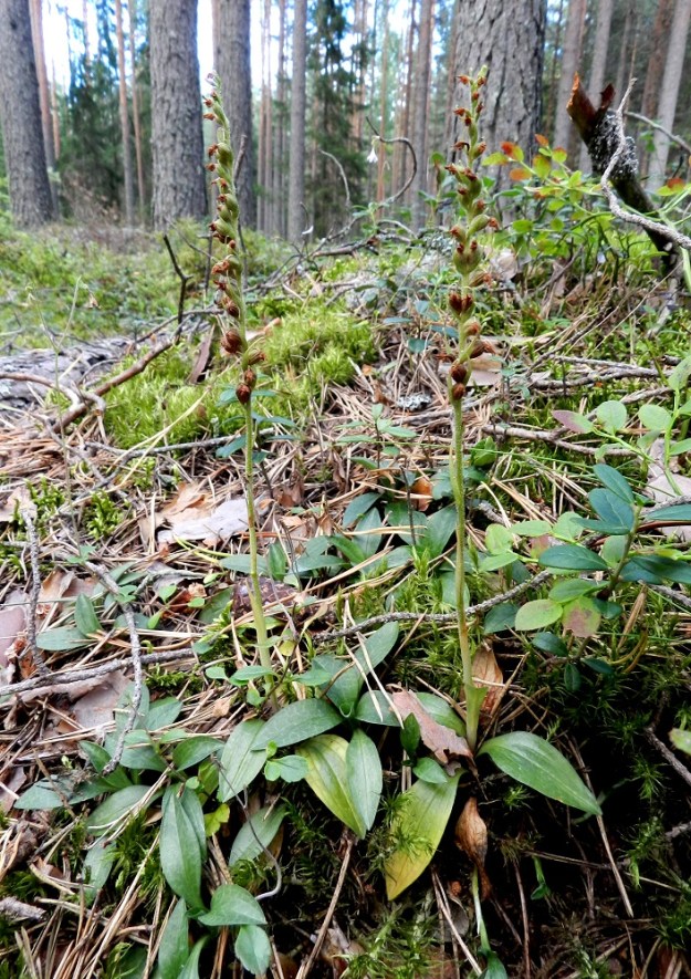 Goodyera repens - (havu)yövilkka levittäytyy vuosien saatossa ruusukkeita ja kukkavarsia sisältäväksi kasvustolaikuksi, joka on yleensä samaa yksilöä. Pölytystulos on usein lähes sataprosenttinen. Kuvan kukkavarsissakin kaikki kukat näyttävät kehittyvän hedelmäasteelle. Vaikka yövilkka voi paikallisesti levitä kasvullisesti juurakkonsa avulla, kevyet siemenet mahdollistavat lajin kaukolevinnän. EH, Hämeenlinna, Loimalahti, Kolkanmäki, omakotialueen eteläpuolinen metsä, 20.8.2011. Copyright Hannu Kämäräinen.