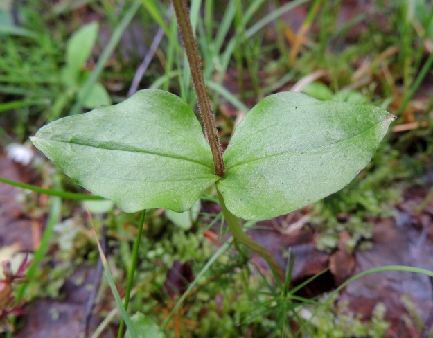 Neottia cordata (Listera cordata) - herttakaksikon varsilehdet ovat enintään noin 2,5 cm pitkiä ja 2 cm leveitä. Ne ovat vastakkaisia tai lähes vastakkaisia, pyöristyneen kolmiomaisia tai herttamaisia. Lehtien tyvi kiertyy varren ympärille. Varsi on lehtien yläpuolelta lyhytkarvainen. Kn, Puolanka, Väyrylä, Pahajärven eteläpuolella oleva luonnonsuojelualue, puronvarsikosteikko, 12.7.2015. Copyright Hannu Kämäräinen.