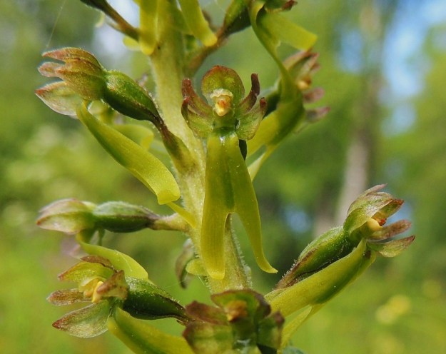 Neottia ovata (Listera ovata) - soikkokaksikon kukan huulessa erottuu mettä tuottava, kiiltävä ura, joka jatkuu lähes siitintukulle saakka. Ylös asti houkutellun hyönteisen pää osuu herkästi rikkoutuvaan, keltaiseen keulaan, josta purskahtaa tahmeaa nestettä siihen. Samalla liimamainen erite koskettaa myös siitepölymyhkyjä, jotka tarttuvat päähän kiinni ja vietäviksi toisiin kukkiin. Kuvan kukassa oikeanpuoleinen siitepölymyhky on lähtenyt, mutta vasen on vielä jäljellä. Vihertävät, siitepölyttömät luottipinnat näkyvät keulan alapuolella. A, Lemland, Herröskatan, luonnonsuojelualue, koivikkoinen lehtoniitty, 8.6.2014. Copyright Hannu Kämäräinen.