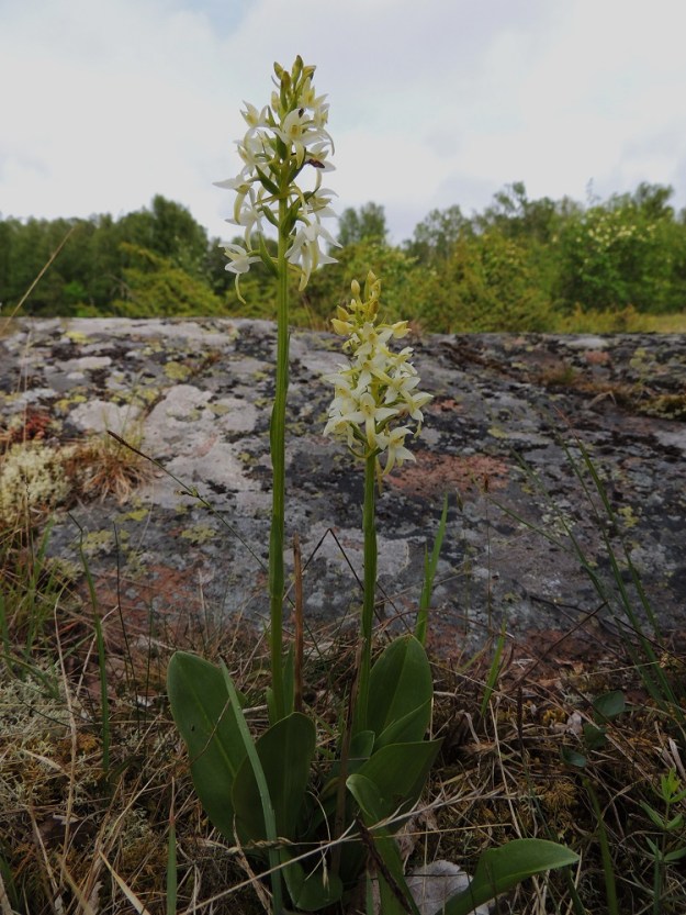 Platanthera bifolia subsp. latiflora - valkolehdokki subsp. pohjanvalkolehdokki kasvaa Ahvenanmaalla myös avoimilla kalliokedoilla. Näillä kasvupaikoilla sen kukintotähkä on usein lyhyempi ja tiheämpikukkainen sekä näyttää enemmän etelänvalkolehdokilta, subsp. bifolia kuin pohjanvalkolehdokilta. Myös kasvupaikka soveltuisi hyvin eteläiselle alalajille. Määritystulkintojen mukaan nimialalajia ei kuitenkaan esiinny Suomessa. Kuvassa kahden kukkavarren tyvellä kasvaa myös ylimääräisiä, pienempiä lehtiä. Ne ovat uusien, ryhmään kasvavien kukkavarsien taimia. A, Lemland, Herröskatan, luonnonsuojelualue, kallioketoalue, 13.6.2014. Copyright Hannu Kämäräinen.