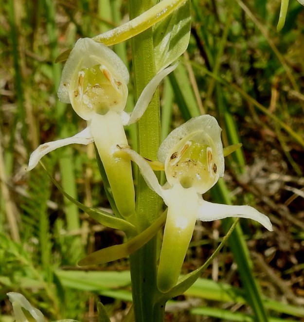 Platanthera chlorantha - keltalehdokin kehälehdet ovat kahtena kolmilehtisenä kiehkurana. Kaksi ulointa kehälehteä siirottavat sivulle ja kolmas niitä leveämpi kehälehti suuntautuu ylös ja kaartuu kärjestään eteenpäin. Ulommat kehälehdet ovat valkoisia tai vihertävän valkoisia. Kaksi sisempää kehälehteä muodostavat katoksen hetiön ja emiön ylle. Ne ovat kapeahkoja ja vihertävän tai kellertävän valkoisia. Kolmas sisempi kehälehti muodostaa kapean, tasasoukan, 8-12 mm pitkän huulen, jonka kärkiosa on vihertävän keltainen. Huulen tyvessä näkyy aukko kannukseen, joka paksunee kärkeä kohti. A, Lemland, Styrsön ja Nåtön välinen Rödgrundet-saari, niittytöyräs, 12.7.2017. Copyright Hannu Kämäräinen.