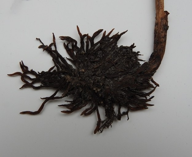 Neottia nidus-avis - linnunpesäjuuren juurakossa on tiheässä toisiinsa kietoutuneita, haarattomia, meheviä juuria. Tämä harakanpesältä näyttävä sykerö on antanut lajille niin tieteellisen kuin suomalaisenkin nimen. Kuvan juurakko on 7,5 cm leveä ja 5 cm korkea. Varren tyvellä näkyy kaksi lavatonta, tuppimaista lehteä. A, Finström, Grelsby, Säckviken, lahden länsiranta, Lillnäs, harvahko metsärinne, 19.7.1995. Kuva näytteestä 13.9.2019. Copyright Hannu Kämäräinen.