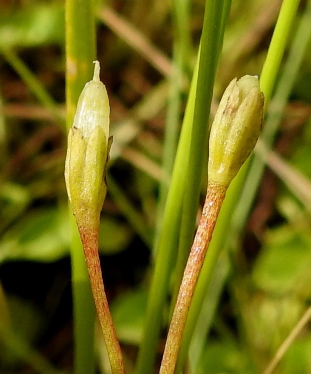 Primula nutans subsp. finmarchica var. jokelae - nuokkuesikko subsp. ruijannuokkuesikko var. perämerennuokkuesikko kasvattaa kukistaan pitkänomaisen, kapean ja noin 10-15 mm:n mittaisen kodan joka on verhiötä pitempi. OP, Oulu, Haukipudas, Martinniemi, 9.7.2019. Copyright Hannu Kämäräinen.