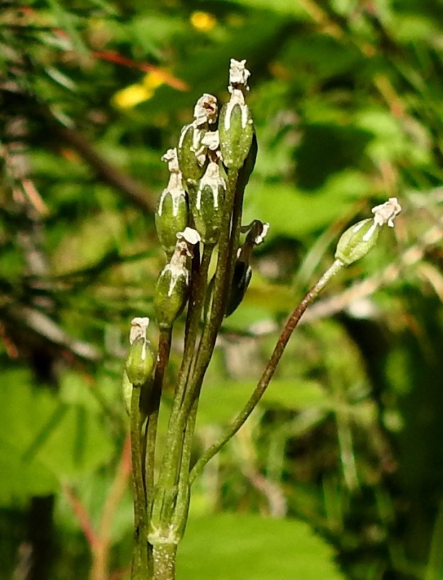 Primula stricta - lapinesikon hedelmykset ovat heinäkuun alkupuolella vasta kehittymässä pitkänomaisiksi, kapeiksi, noin 5-8 mm:n mittaisiksi ja verhiötä pitemmiksi kodiksi. Ks, Kuusamo, Vasaraperä, Jäkäläniemi, Yli-Kitka -järven kaakkoisranta Apajalahden ja Mäntyniemen välissä, 9.7.2019. Copyright Hannu Kämäräinen.