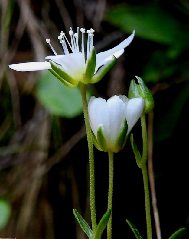 Arenaria pseudofrigida - tunturiarhon verholehdet ovat vihreät, teräväkärkiset ja noin 3-5 mm pitkät. Terälehdet ovat 1,5-2 kertaa niitä pitemmät. Kukan kymmenen heteen ponnet ovat valkoiset ja emi on yleensä 3-luottinen, kuten kuvassa. Harvoin emin vartaloita ja luotteja voi olla 4-5. Ks, Salla, Hautajärvi, Urriaapa, Vasajängänojan kalliorinnealue, 200 m mpy, 10.7.2019. Copyright Hannu Kämäräinen.