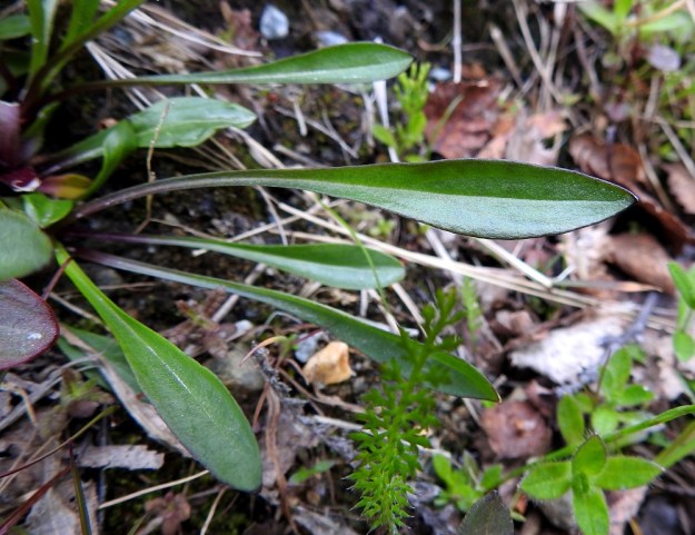 Silene wahlbergella - pahta-ailakin tyvilehdet ovat kaljuhkot ja noin 3-10 cm pitkät. Noin puolet niiden pituudesta on ohutta ruotia, joka vähitellen vaihtuu kapeansoikeaksi lehtilavaksi. EnL, Enontekiö, Kilpisjärvi, Saanan lounaanpuoleinen alarinne, 515 m mpy, 5.7.2018. Copyright Hannu Kämäräinen.