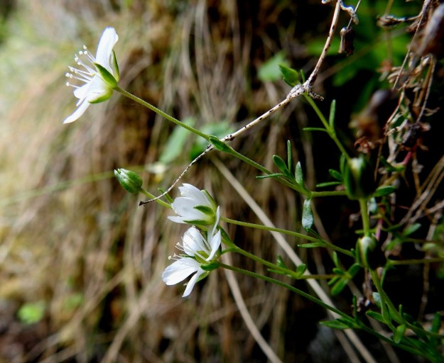 Arenaria pseudofrigida - tunturiarhon hennot varret ovat hyvin hienokarvaiset. Alimmassa kukassa sikiäin on jo kehittymässä kohti kotavaihetta. Ks, Salla, Hautajärvi, Urriaapa, Vasajängänojan kalliorinnealue, 200 m mpy, 10.7.2019. Copyright Hannu Kämäräinen.