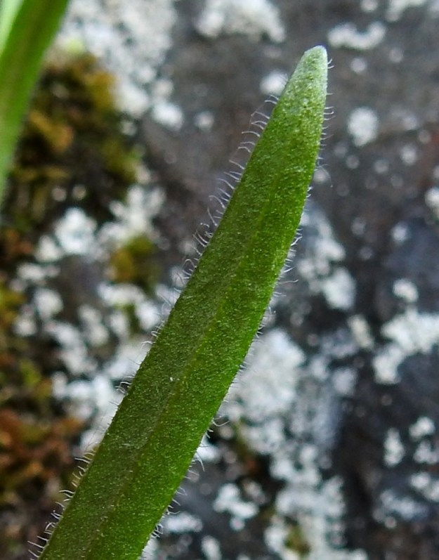 Silene involucrata subsp. tenella - kehtoailakin subsp. pohjankehtoailakin varsilehdet ovat ripsilaitaiset ja pinnaltaan nystykarvaiset. Ks, Kuusamo 14.6.2019. Gopyright Hannu Kämäräinen.
